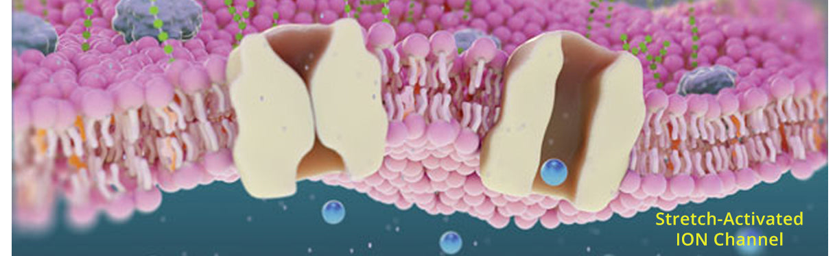 Mechanotransduction graphic.