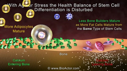 HydroxyBMD2 PM Natural Bone Health Supplement