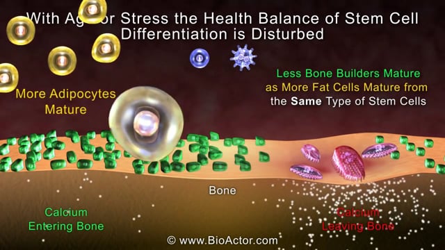HydroxyBMD2 PM Natural Bone Health Supplement